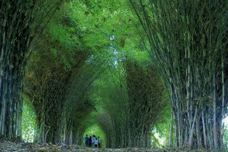 El Paraiso del Bambu y La Guadua