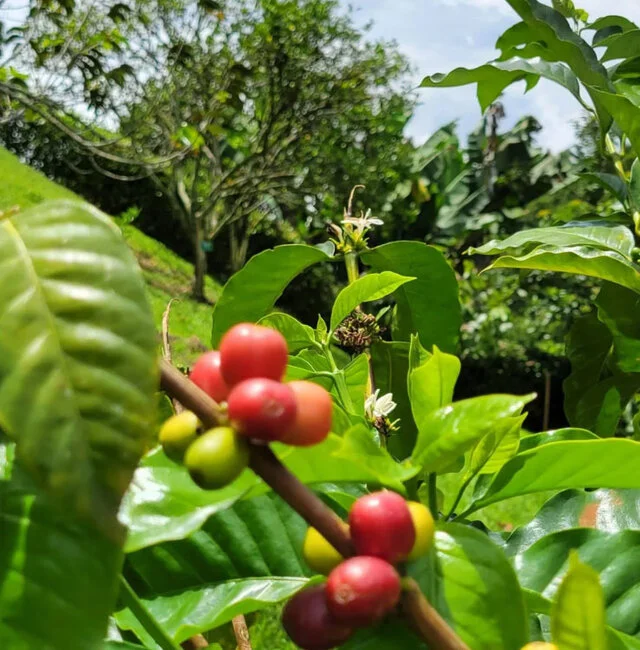 Nuestro Sueño Quindío: El Mejor Hotel Campestre para tu Aventura Cafetera